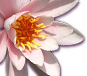 Yoga-Lehrausbildung - Lotus